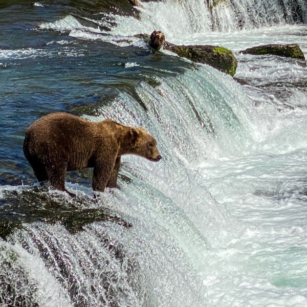 Het is Grizzly-kijkseizoen in Katmai National Park